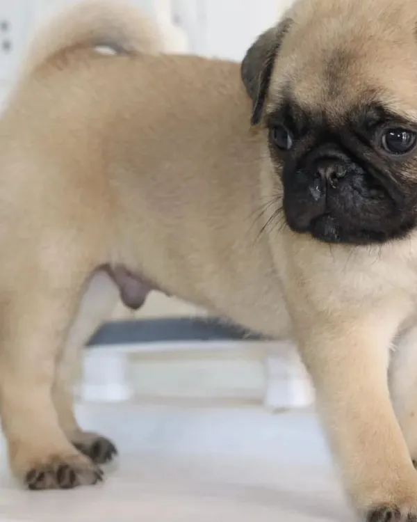 I call my kennel the 'Palace of Quality', and this Pug puppy is a perfect example. He has the classic wrinkled face and sturdy body of a true Pug.