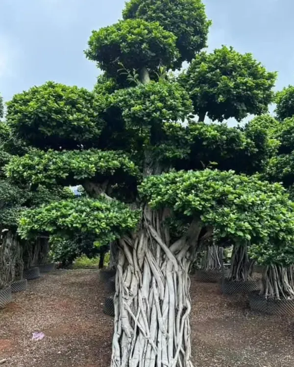 A close-up of a truly massive bonsai-style Ficus tree, showcasing its powerful, interwoven root structure and mature, multi-tiered canopy. This is a rare specimen that commands attention in any setting.