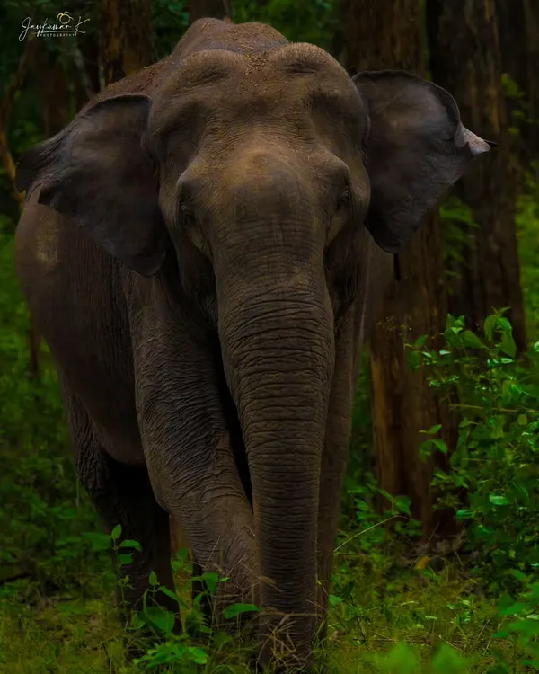 An intimate, head-on portrait of an Asian Elephant stepping out from the dense forests of Karnataka. The detail in its skin and its direct gaze create a powerful connection.
