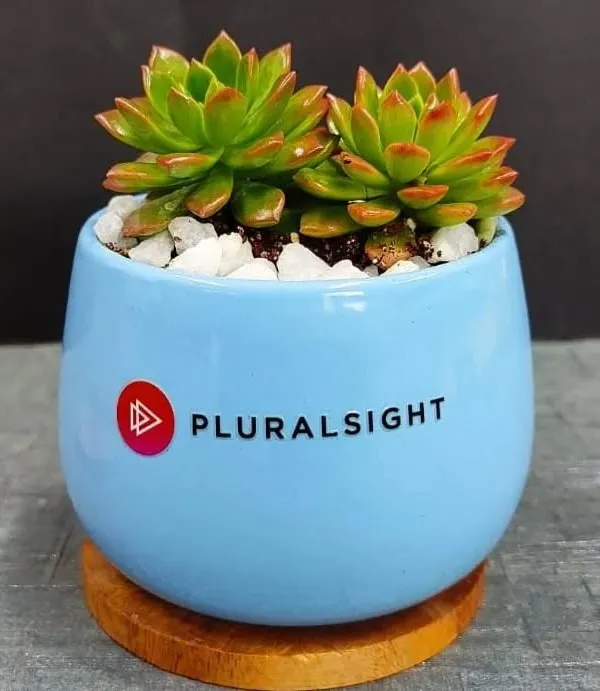 A close up of our custom branded succulent gift. This Echeveria succulent is potted in a beautiful light blue ceramic pot with a wooden base, featuring the Pluralsight company logo.