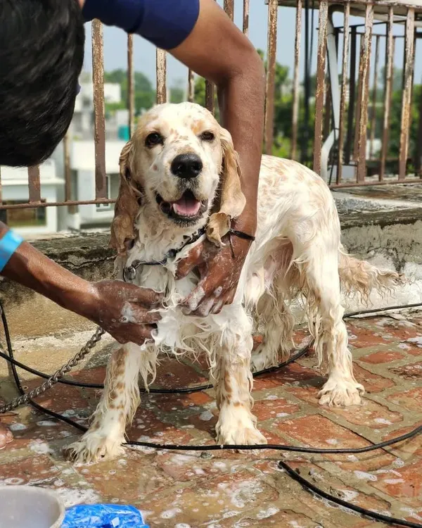 A happy Cocker Spaniel enjoying a soapy lather during an outdoor bath. I make sure the water temperature is comfortable and use pet-safe products for a deep clean.