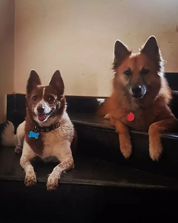 Posing for the camera. Austin and Oreo, two handsome boys, have claimed the stairs as their personal throne. Dogs are allowed on furniture and can make themselves at home wherever they please.