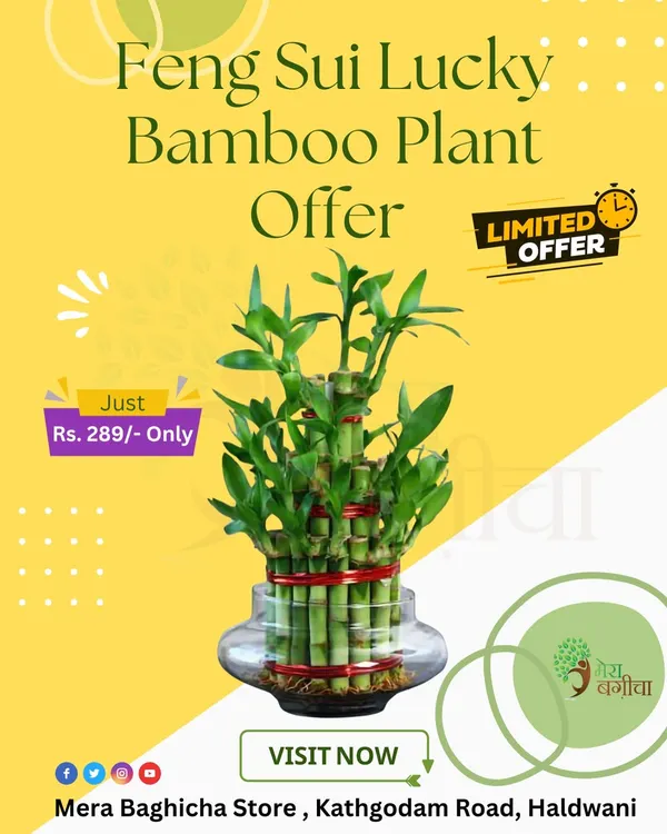 My Feng Shui Lucky Bamboo plant is a perfect gift to wish someone good fortune. This two-layer arrangement comes in a glass bowl and is available at my Haldwani store as part of a limited-time offer.
