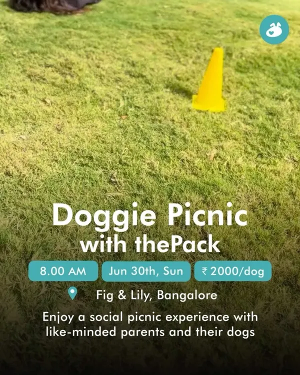 An announcement for our Doggie Picnic with thePack. These events are a perfect Sunday getaway, offering a social picnic experience for you and your dog.