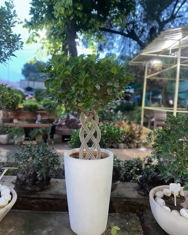This Moclame Ficus features a unique braided trunk, making it a true statement piece. It helps clean the air and is believed to bring positivity and fortune.