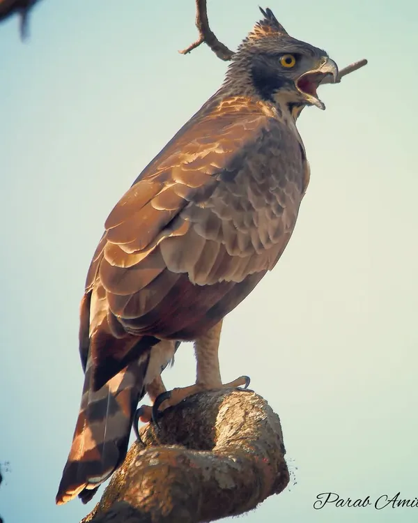 The Mountain Hawk-Eagle is a formidable predator of forested hills. This one, calling out from its perch, displays the raw power and intensity I aim to capture. Learning to spot and photograph such large raptors is a key part of my Himalayan expeditions.
