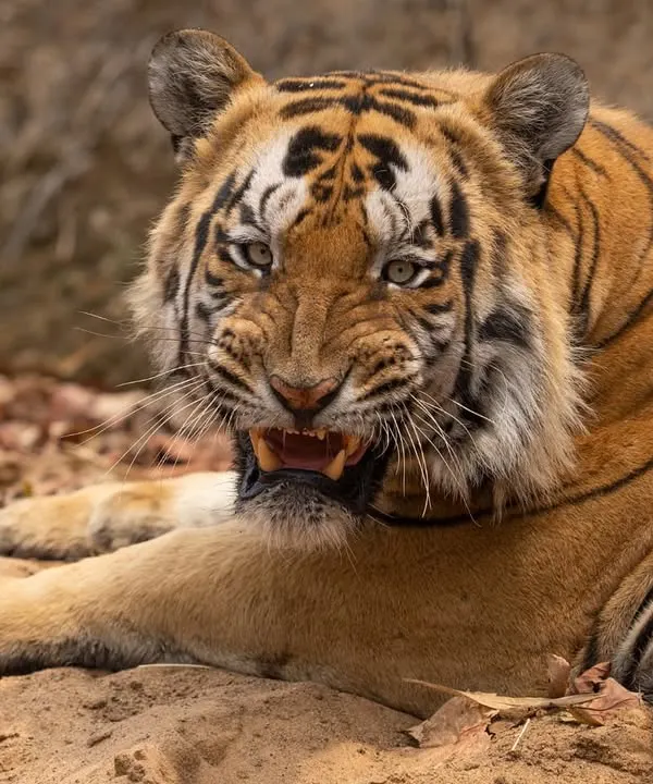 A snarling tiger portrait, a powerful moment captured up close. I teach my guests to seize these opportunities for intense, emotional shots.