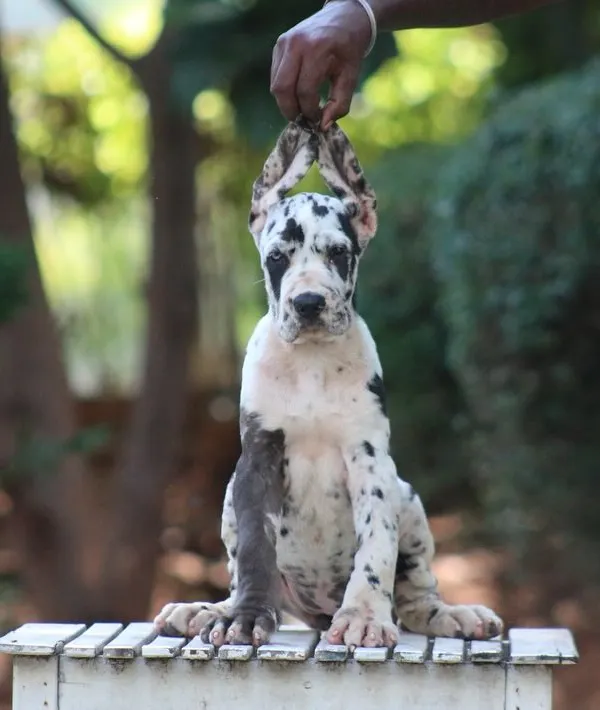 A top-class Harlequin Great Dane female puppy, available for a show home. Notice her beautiful markings and confident posture.