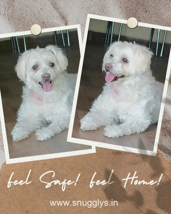 This little white dog is all smiles, feeling safe and at home in our indoor area. My goal is to make every pet feel this comfortable.
