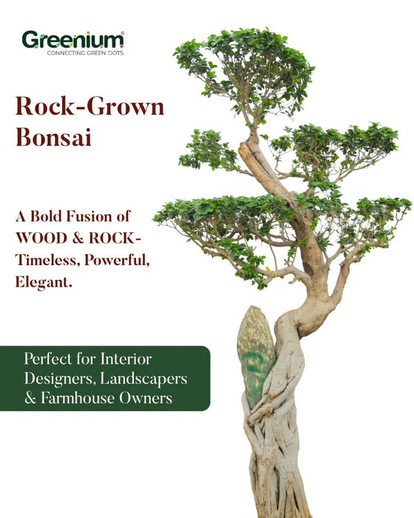 A true living sculpture, this Rock-Grown Bonsai is a statement of elegance and tradition. It's a premium, low-maintenance choice for discerning clients looking to add a powerful natural element to their decor.