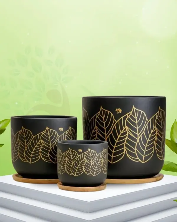 Our Kyna Black Leaf terracotta pots are hand-painted with this elegant golden leaf pattern for a premium, imported look. They come in three sizes and include a wooden tray.