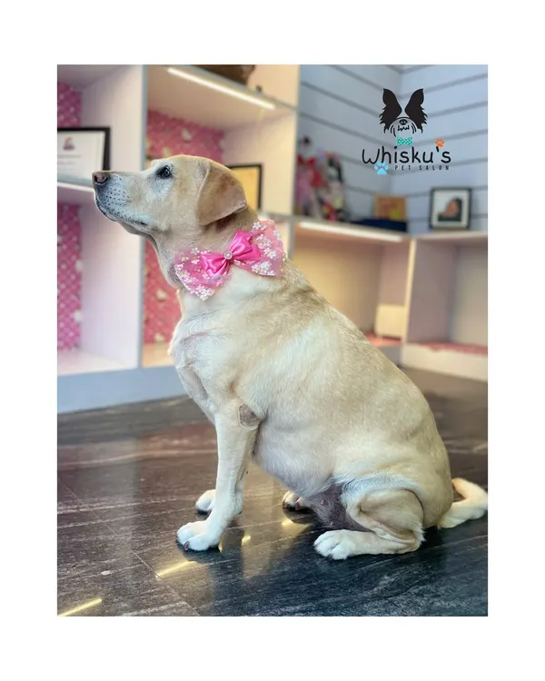 Zoey the Labrador looking pretty and proud with her sparkly pink bow. Her coat is gleaming after a thorough bath and de-shedding.