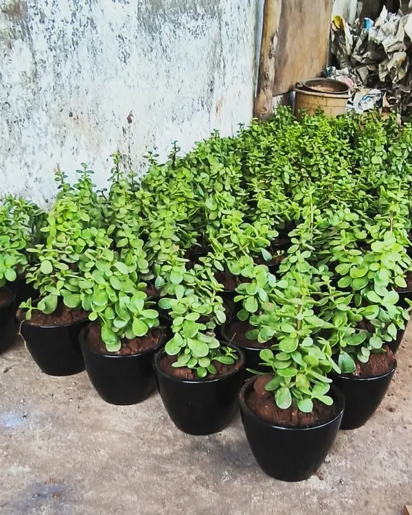 Live gifts ready for dispatch. We offer great rack rates for bulk orders of popular plants like these Jade plants in simple black pots.