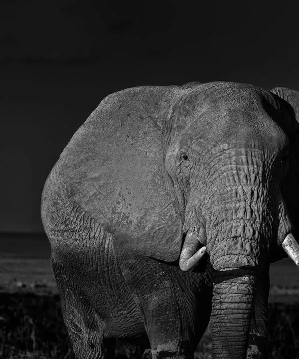 An African elephant in Amboseli, rendered in high-contrast black and white. This close-up portrait, with our safari vehicle in the background, emphasizes its immense size and textured skin, creating a powerful and dramatic image.