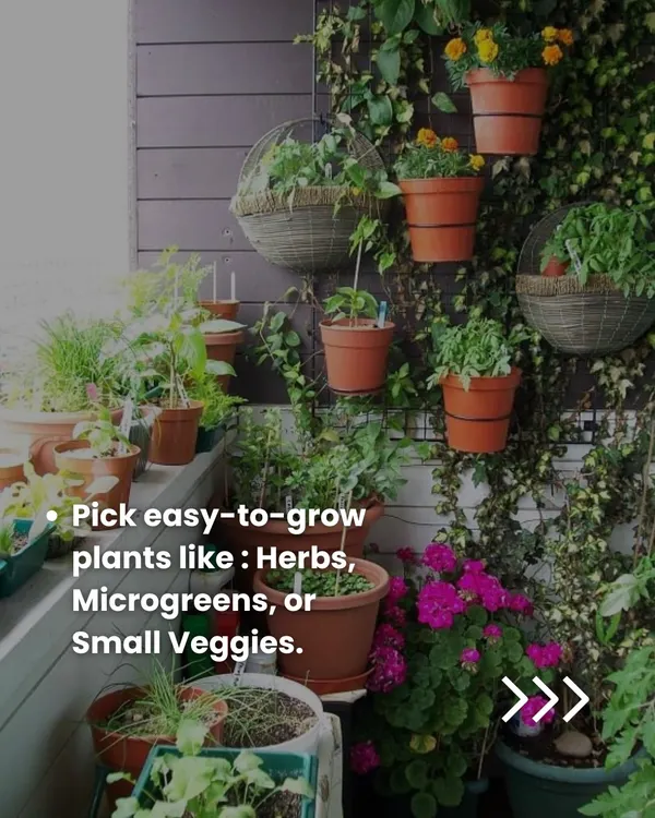Even a small balcony can become a lush green space. By using hanging baskets and arranging pots on shelves, you can grow easy plants like herbs, microgreens, and small vegetables.