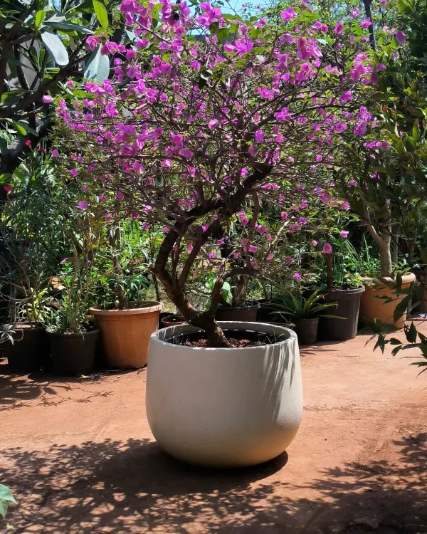 We love shaping our plant babies. This Bougainvillea shows off its beautiful, curved trunk in a simple white ceramic pot, a perfect example of our artistic plant styling for gardens and patios.