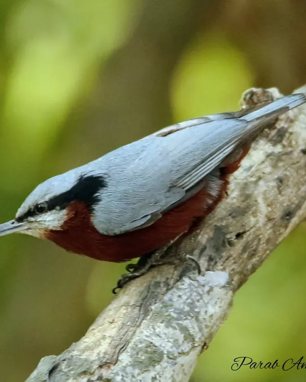 The Indian Nuthatch has a curious habit of plastering mud around its nest entrance, earning it old names like 'mud dabbler'. This one is seen climbing down a tree, a skill they are well known for.