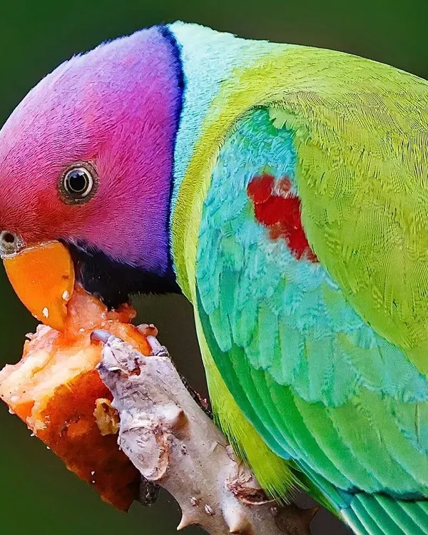 A stunning close-up of a male Plum-headed Parakeet, its rainbow-colored head a vibrant mix of pink, purple, and blue. This high-resolution portrait captures the fine texture of its feathers and the intense focus in its eye as it enjoys a piece of fruit.