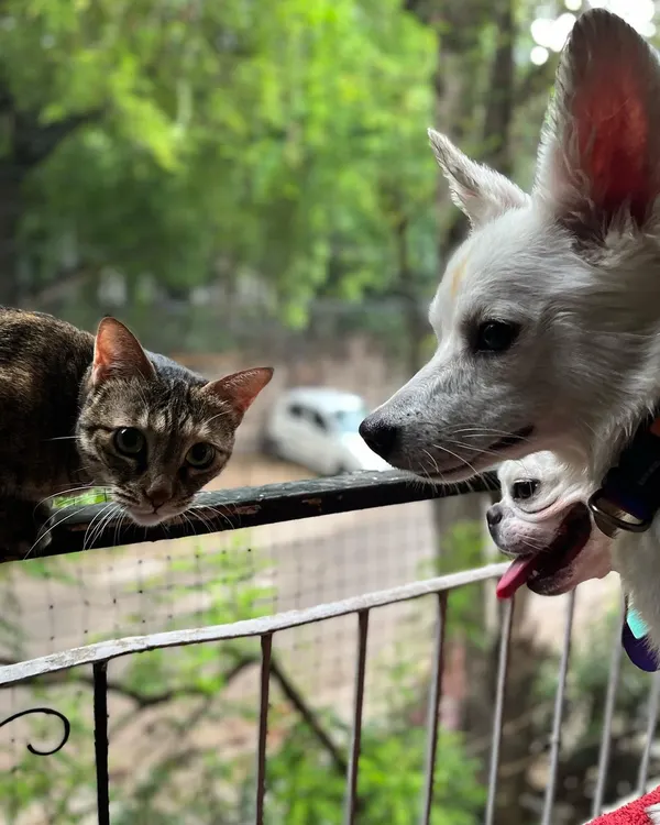 Here at Critter Creche, everyone is part of the family. I specialize in creating a calm, supervised environment where dogs and cats can feel safe and comfortable together, just like they would at home.