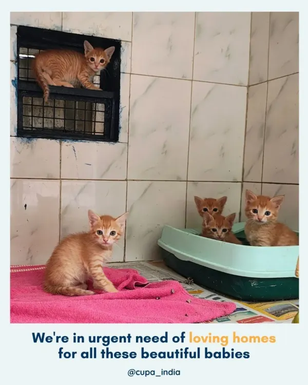 We are in urgent need of loving homes for this beautiful litter of ginger kittens. They were abandoned but are now safe, healthy, and learning to play and trust in our cattery.
