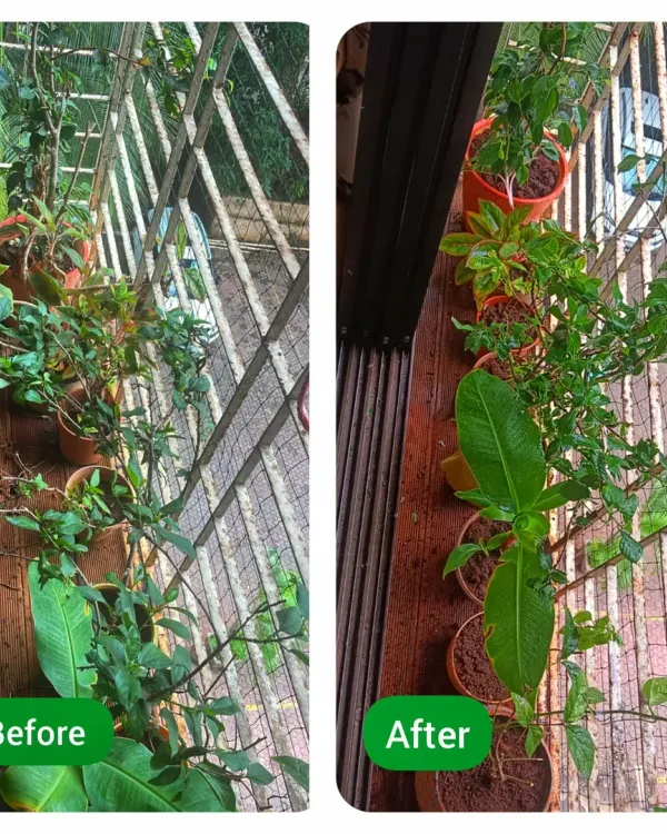 See the difference our expert care makes. This is a perfect example of how we revive and rejuvenate balcony plants, transforming a dull space into a vibrant green corner. This is our most popular plant maintenance service in Mumbai.