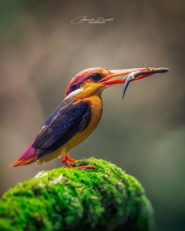 A classic shot of the Oriental Dwarf Kingfisher, also known as the Jewel of Konkan, with a freshly caught skink. I used a 200-600mm lens to get this close-up without disturbing the bird, resulting in a sharp portrait that highlights its intense focus and vibrant colours.