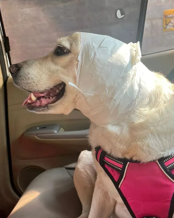 We got an urgent call for this sweet girl who was bitten by another dog. I rushed her and her parents to the vet immediately. In emergencies, every second counts.