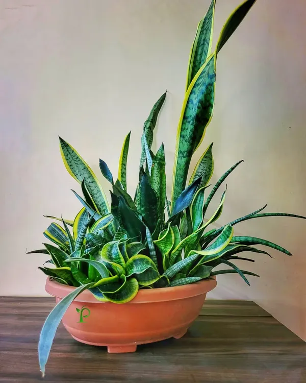 This centerpiece is a work of art, featuring an arrangement of 18 different varieties of Sansevieria (Snake Plant) in a single bonsai pot. It showcases the incredible diversity within a single plant family.