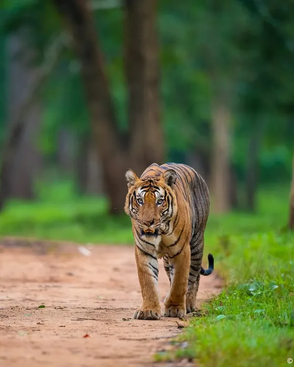 The Nayanjikatte Male, a legendary tiger who once dominated Kabini. I tracked his rise and fall, a story of a doting father and a fierce warrior. His legacy continues through his daughter, who now rules a part of this forest.