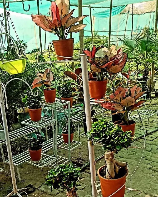 Here is a look at how my multi-tier metal stands can transform a space. I have both round and rectangular designs to help you display many plants, like these Aglaonema and Bonsai, without taking up too much room. I can deliver these setups directly to your home in Noida.