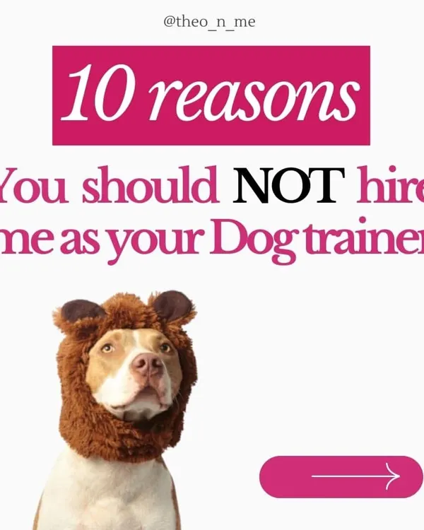 I'm very direct about my training style, so I want you to know if we're the right fit. I believe in empowering you, the owner, to build a strong relationship with your dog through positive reinforcement, not quick fixes or harsh methods.