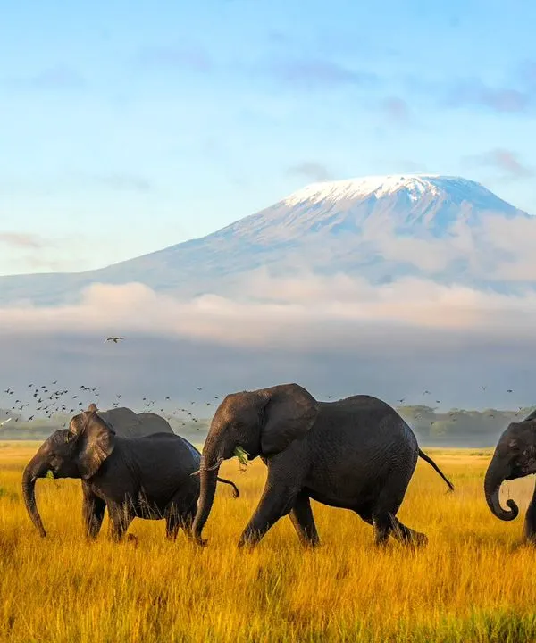 A classic Amboseli scene: a huge herd of elephants running against the backdrop of a cloud-kissed Mount Kilimanjaro. When something spooked the herd, I was ready to capture the chaos and motion.