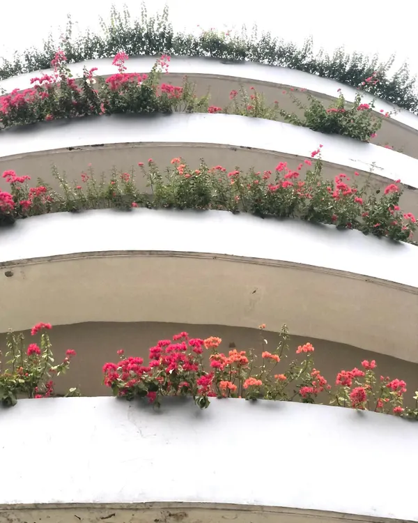 This is a great example of greening a functional structure. I planted colorful Bougainvillea along the curved levels of this parking garage, turning a concrete facade into a cascade of flowers.