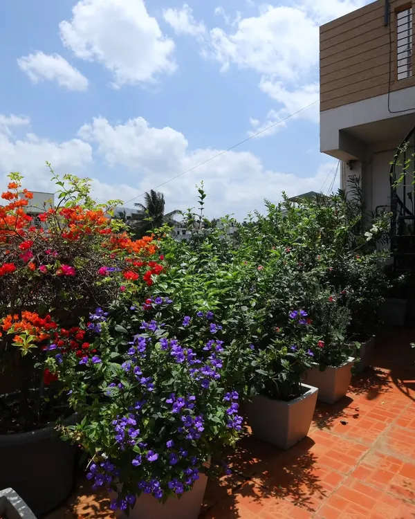 A vibrant terrace garden packed with flowering plants. I used large planters to accommodate colorful bougainvillea and purple blue daze, turning this terracotta-tiled roof into a blooming sanctuary.