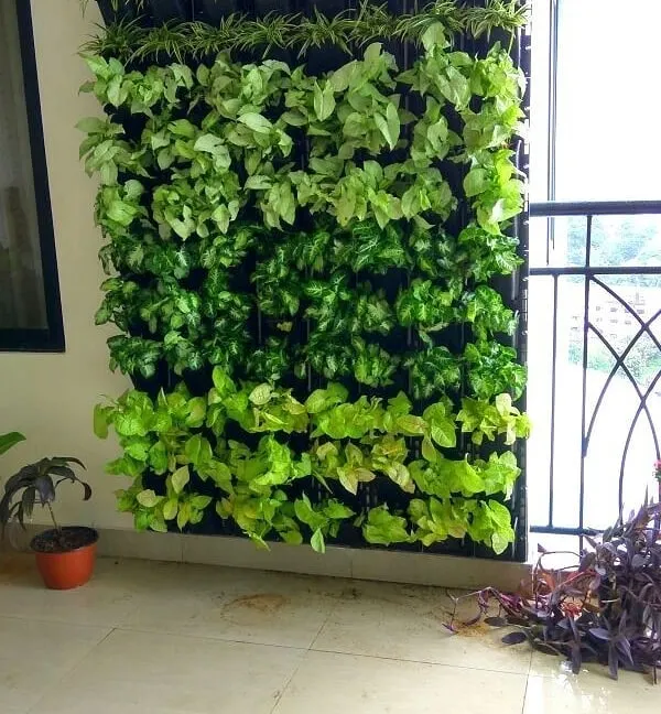 A beautiful example of a living wall on a home balcony. I used different varieties of money plants, which are great for creating a dense, leafy texture and are relatively easy to maintain in a residential setting.