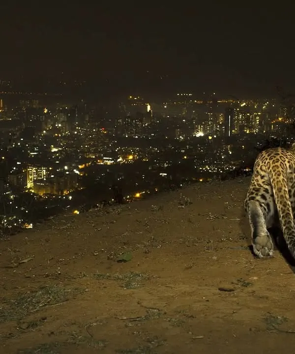 This image captures the essence of my work: a wild leopard pausing on a ridge, overlooking the sprawling, illuminated cityscape of Mumbai. It demonstrates that wildlife is not a distant concept but a present reality, thriving right at the edge of our urban world. This is the story of coexistence I strive to tell.