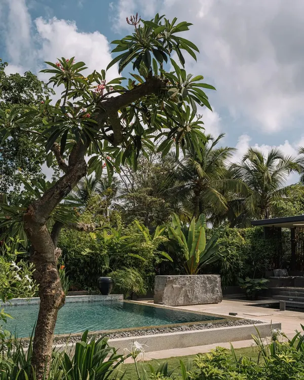 The pool and garden at our GAIA project in Chennai. We designed the landscape to be a lush, tropical paradise that feels both wild and intentional, using local plants like frangipani and monstera to create a true escape.