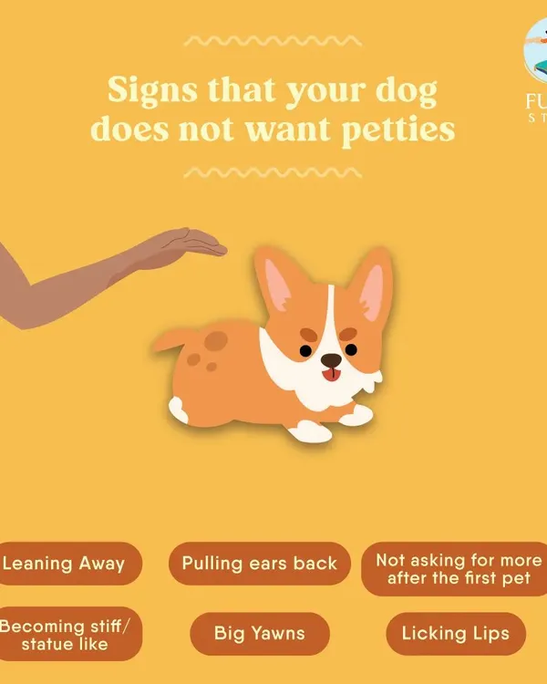 Can you tell when a dog is uncomfortable? Misreading signals is a common mistake that can lead to problems. A core part of my training is teaching you to accurately read canine body language, so you always know what a dog is truly feeling.