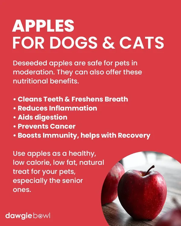 An apple a day can be a great treat for your pet! Just be sure to remove the core and seeds. They are a healthy, low-calorie snack that helps clean teeth and provides valuable nutrients.