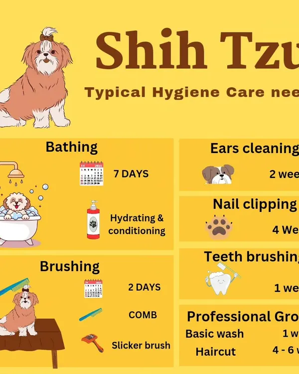 This infographic provides a detailed hygiene care guide for Shih Tzus. We cover everything from bathing and brushing schedules to nail clipping and professional grooming needs to help you maintain their beautiful coat.