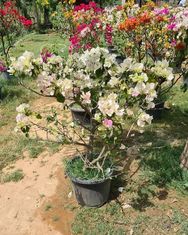 A beautiful white Bougainvillea in full bloom, showcasing the quality and vibrancy of the flowering plants I supply for gardens and landscapes.