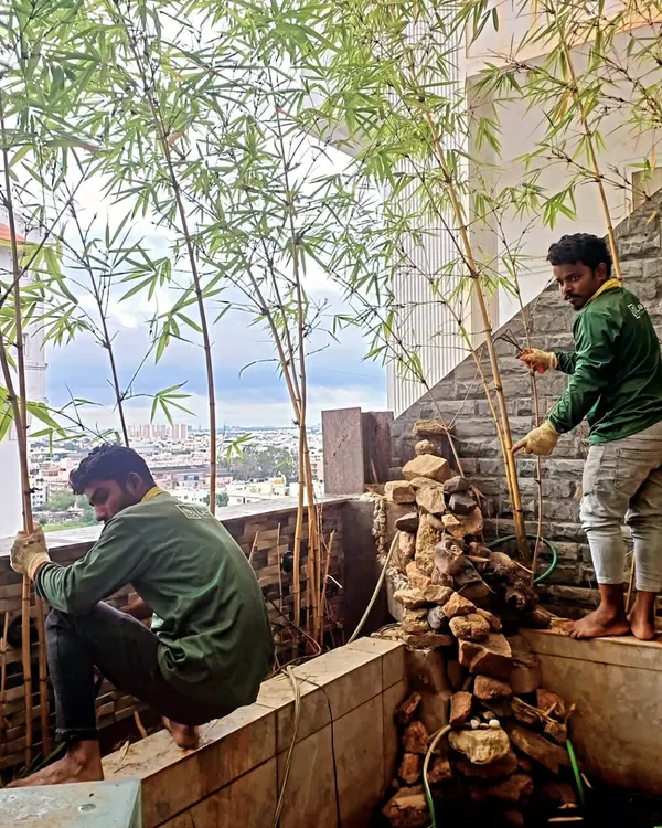 Our team providing specialized care for a balcony garden in Arekere, Bengaluru. This space features tall bamboo plants and a small water feature, and we ensure every element is perfectly maintained.