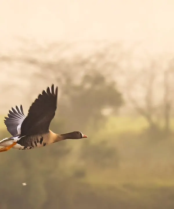 A Lesser White-fronted Goose in flight. This vulnerable species is a rare find, and this sighting was the first eBird record for Gurugram.