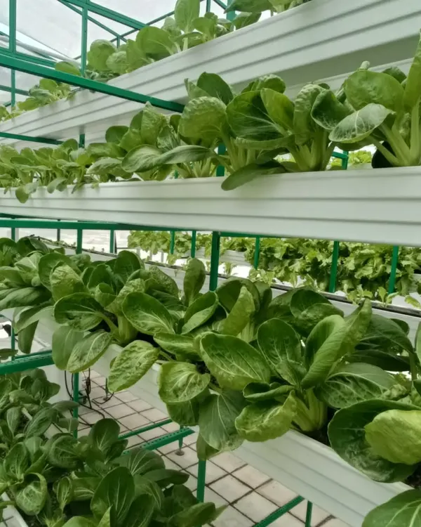 Rows of Pokchoy (or Bok Choy) growing in our vertical system. These leafy greens grow quickly and are perfect for stir-fries and salads.