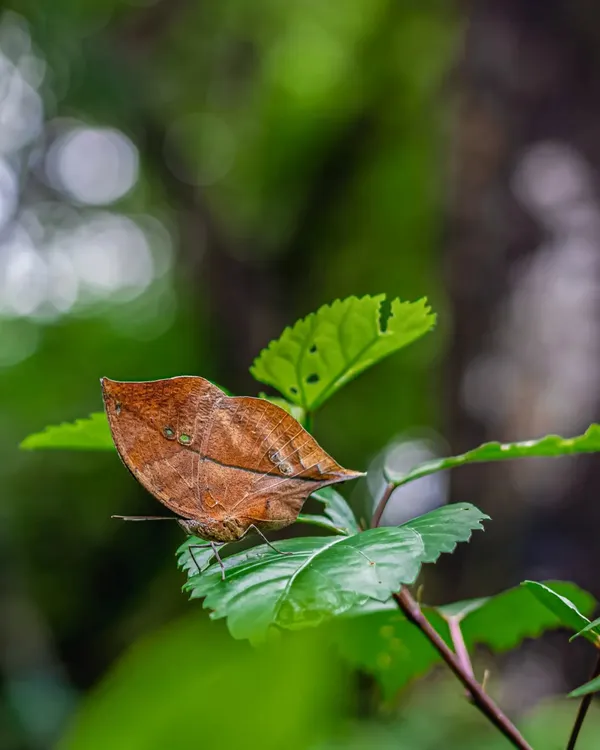 An Autumn Leaf butterfly in the monsoon greens. This species has evolved to look exactly like a dry leaf, a perfect example of camouflage as a survival strategy.
