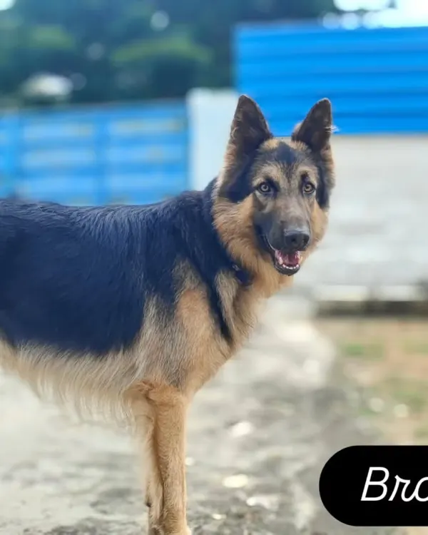 This is Browny the German Shepherd, looking majestic and happy in our care.