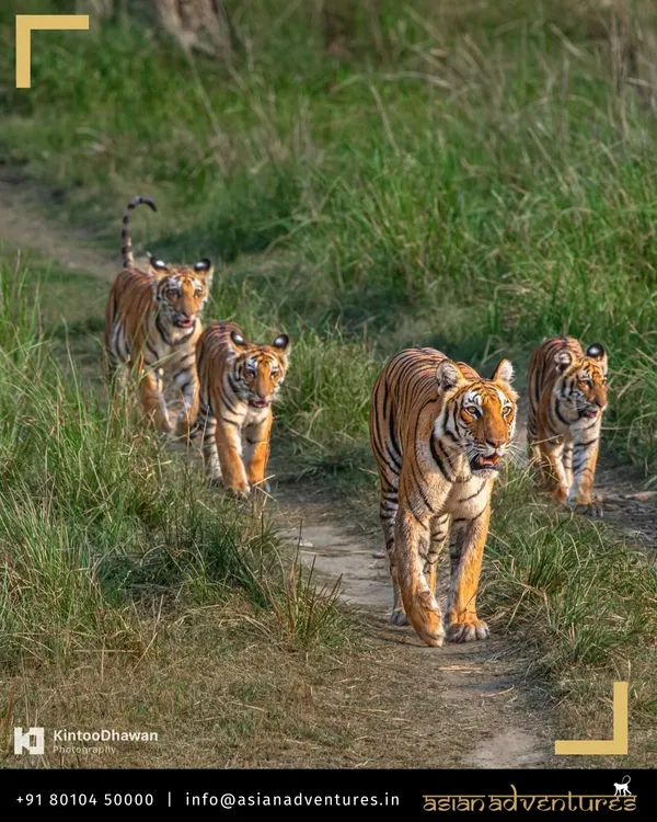 A tigress leads her curious cubs on a walk through the tall grasses of Corbett National Park. We plan our family-friendly safaris to offer safe and awe-inspiring moments like this, creating memories that last a lifetime.