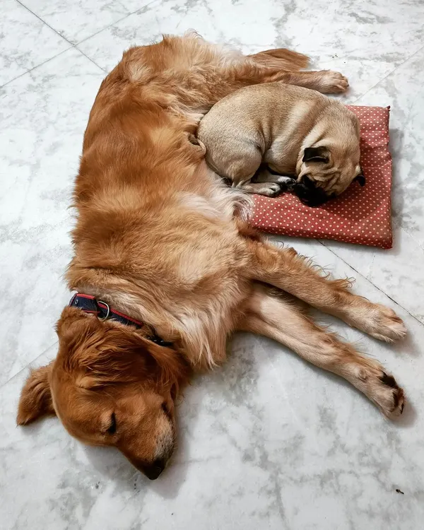 Shhh, sleeping babies. Ceaser the Golden Retriever and Gundumani the Pug snuggled up together for an afternoon nap. There's no sight more peaceful than seeing them so comfortable and trusting.