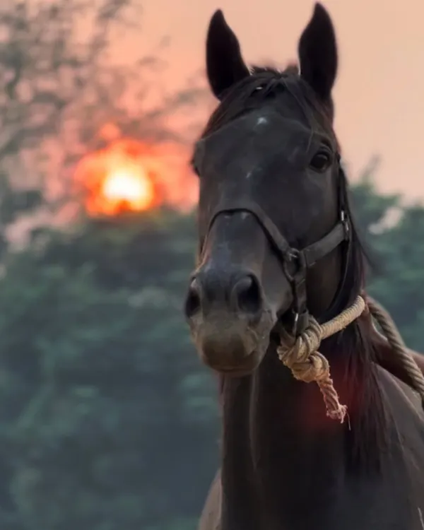 Meet Zorawar, our magnificent black stallion, pictured here against a beautiful sunset. He has a noble presence and is a favorite among our staff and experienced riders.