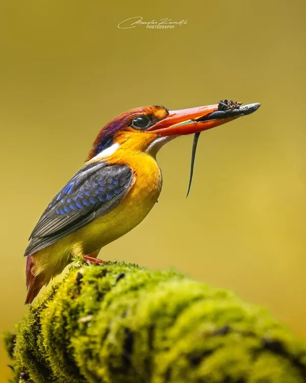 This is the shot I live for. The Oriental Dwarf Kingfisher, a tiny bird often called the "colour bomb," with its hard-earned meal. Capturing this moment required immense patience and waiting for the perfect light to make its rainbow plumage pop against the mossy perch in Panvel, Maharashtra.
